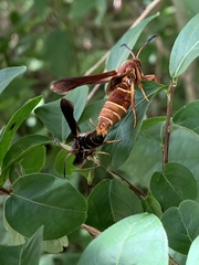 Vitacea polistiformis