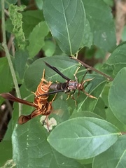 Vitacea polistiformis