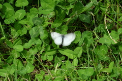 Pieris napi