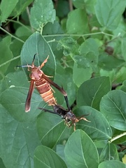 Vitacea polistiformis