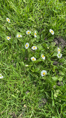 Bellis perennis