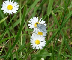 Celastrina argiolus