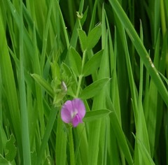 Vicia sativa