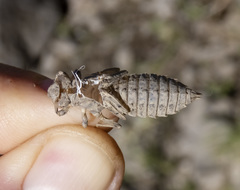 Ophiogomphus occidentis