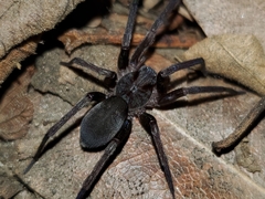 Anachemmis