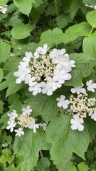 Viburnum opulus