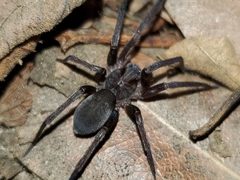 Anachemmis