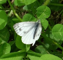 Pieris napi