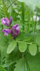 Vicia sepium