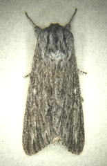 Acronicta lanceolaria