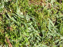 Pilosella castellana