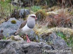 Vanellus resplendens