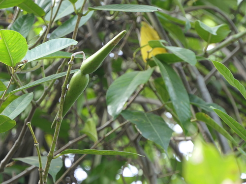 Anodendron parviflorum observed 2019-11-30