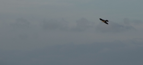 Falco della regina (Falco eleonorae)