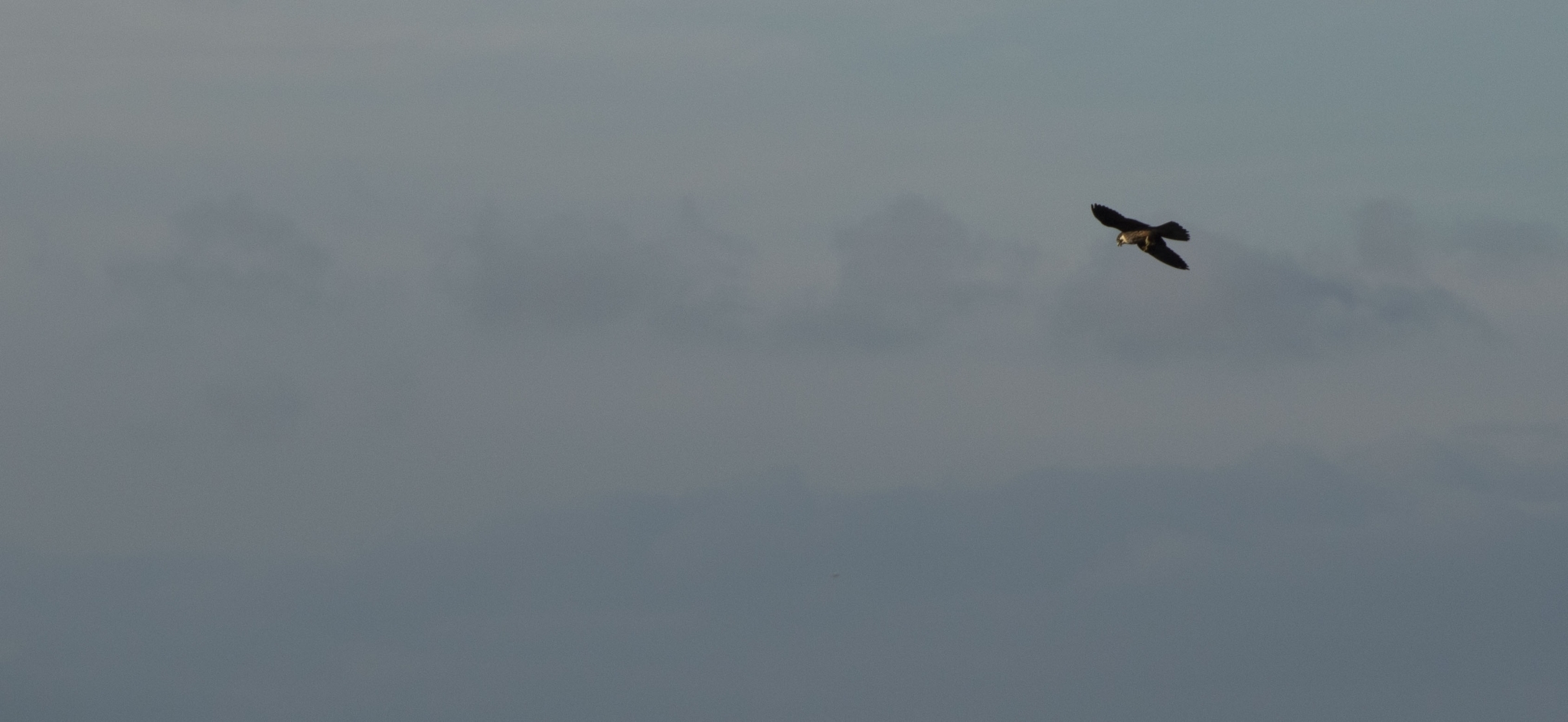 Eleonora's Falcon (Falco eleonorae)