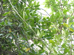 Anodendron parviflorum