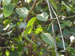 Anodendron parviflorum