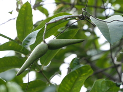 Anodendron parviflorum