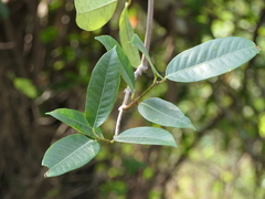 Anodendron parviflorum