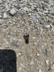 Ancistrocerus spinolae