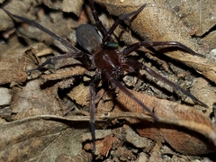 Anachemmis