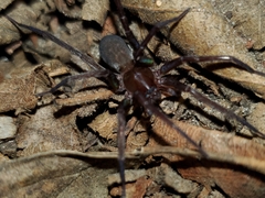 Anachemmis