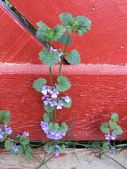 Glechoma hederacea