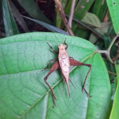 Eneoptera surinamensis