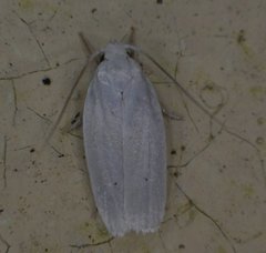 Antaeotricha albulella
