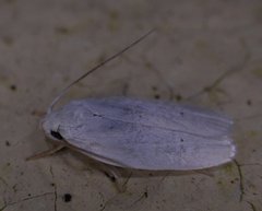 Antaeotricha albulella