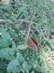 Aristolochia lindneri
