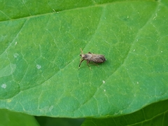 Asiracinae