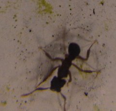 Cyphomyrmex