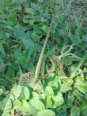 Aristolochia lindneri