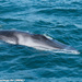 Fin Whale - Photo (c) Artie Kopelman, some rights reserved (CC BY-NC-ND)