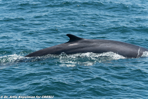 Fin Whale
