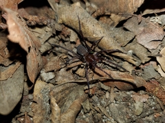 Anachemmis