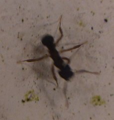 Cyphomyrmex
