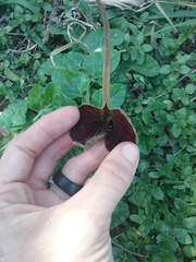 Aristolochia lindneri