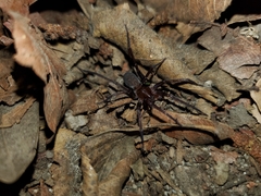 Anachemmis