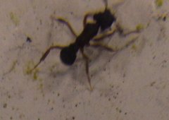 Cyphomyrmex