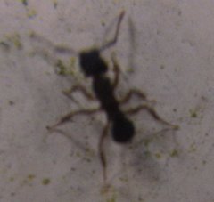 Cyphomyrmex