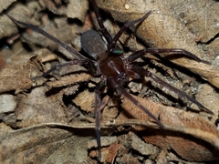 Anachemmis