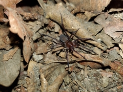 Anachemmis