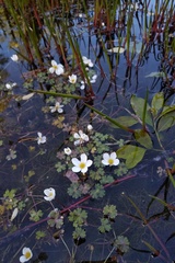 Ranunculus ololeucos