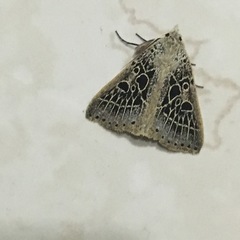 Herminodes tessellata