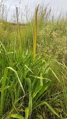 Kniphofia multiflora