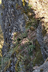 Teucrium salviastrum
