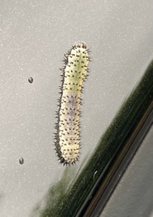 Periclista pubescens