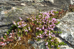 Thymus caespititius